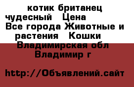 котик британец чудесный › Цена ­ 12 000 - Все города Животные и растения » Кошки   . Владимирская обл.,Владимир г.